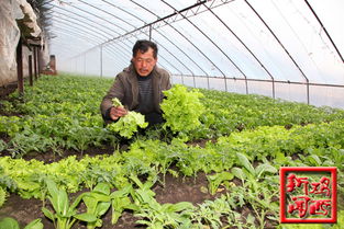 滴道区滴道河乡金山村采取套种方式种植反季节蔬菜