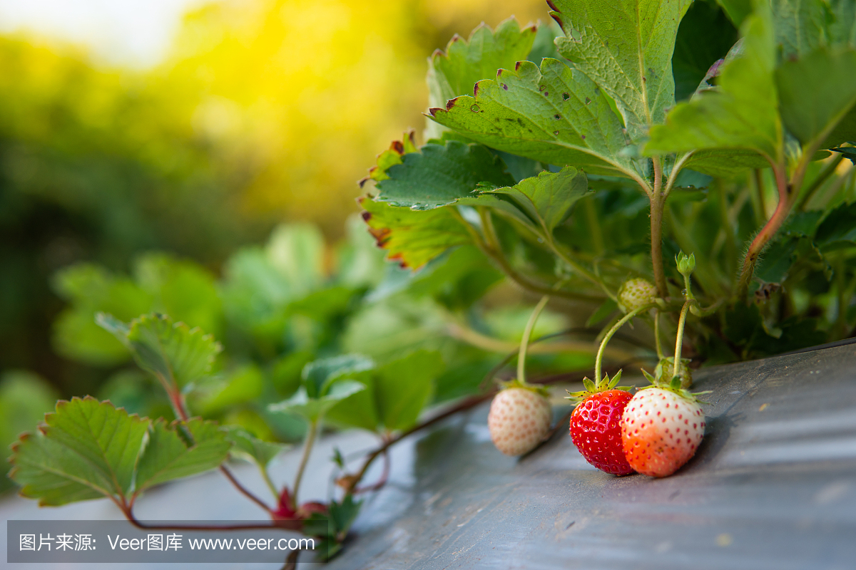 有机农场种植成熟草莓。