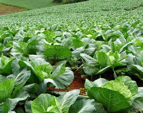 法国:启动环保蔬菜种植计划