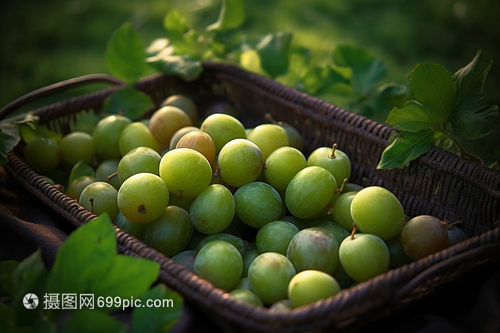 新鲜采摘的葡萄