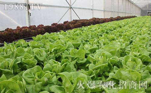 如何种植大棚蔬菜能高产大棚蔬菜高产施肥技巧