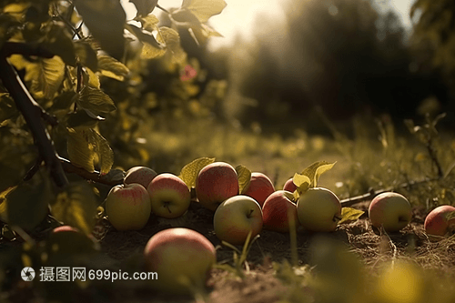 苹果种植园特写摄影图
