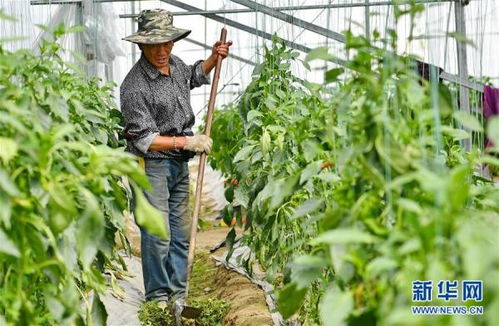 西藏林芝 蔬菜种植 鼓起百姓 钱袋子