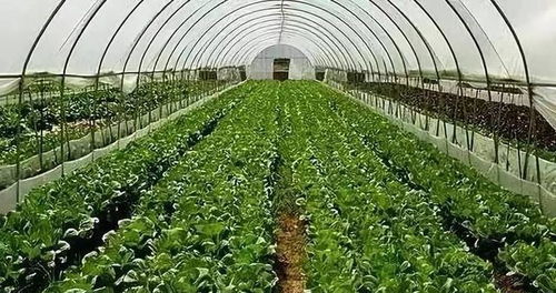 大棚蔬菜栽培,根结线虫严重怎么办 可采用农业防控综合杀菌