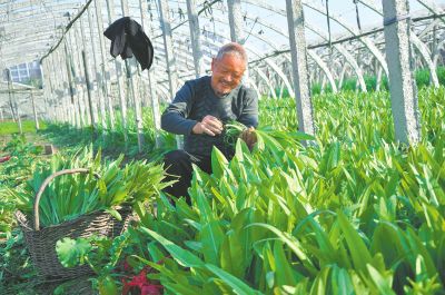 杞县多茬种植效益丰