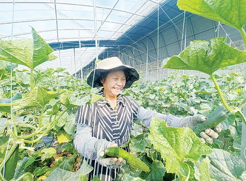 丁集镇蔬菜种植大棚内,菜农们正在采摘黄瓜供应市场