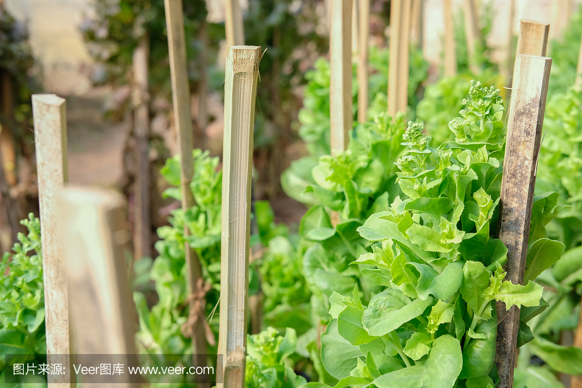 在花园中种植用于收集种子的莴苣蔬菜