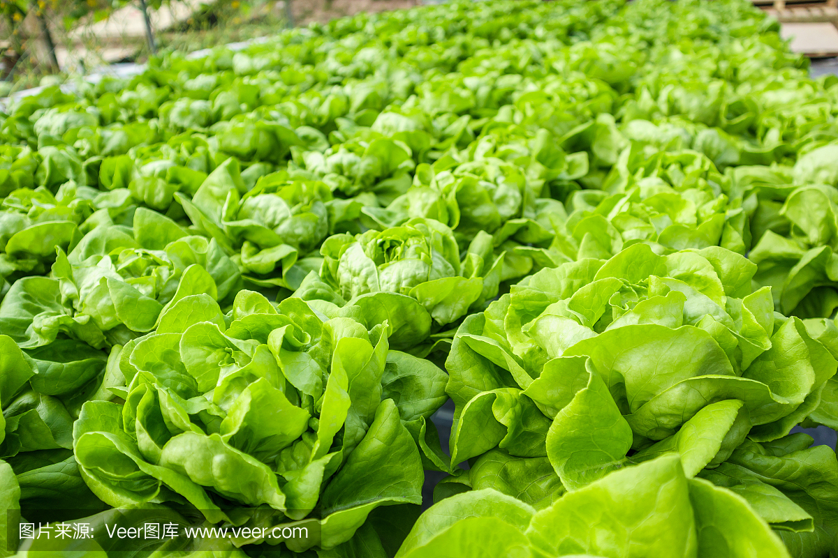 水培蔬菜种植系统中的新鲜有机绿叶生菜沙拉植物