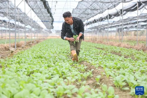 海南定安 打造 菜园子 保障 菜篮子