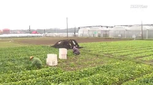 蔬菜种植基地抓紧采收 保障市场供应