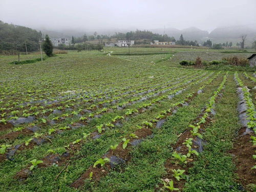 大田乡 秋冬接茬蔬菜种植如火如荼