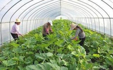 农村有哪些种植好项目?种植什么最赚钱?